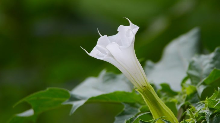datura flower poisonous plants