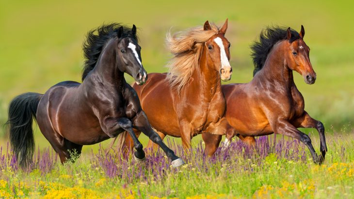 The study revealed that there was a stunning collection of animals in Eastern Europe at this time, including giraffes with short necks, large monkeys, rhinos, and saber-toothed cats.