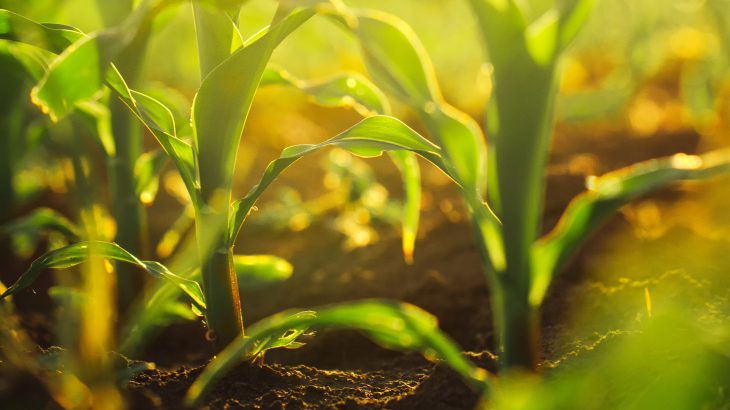 The researchers found that exposure to powdery mildew makes plants much more likely to develop a secondary infection