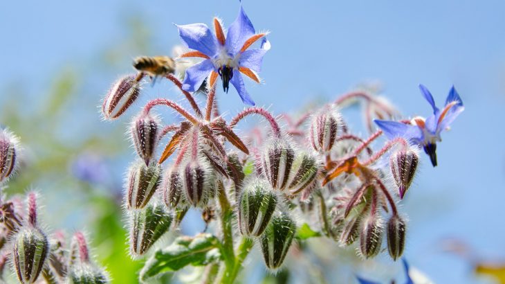 borage