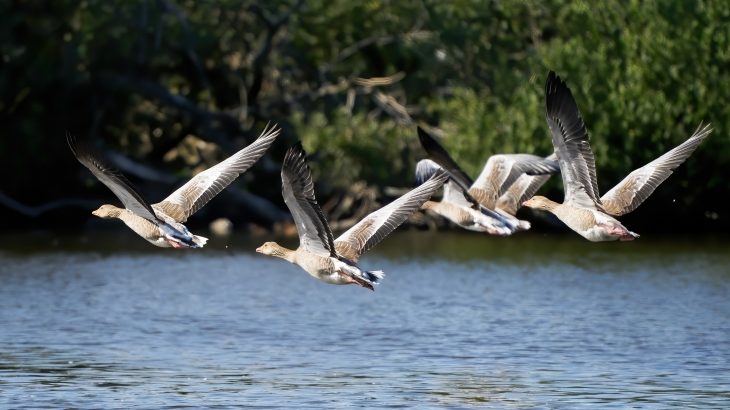 The researchers found that ducks, geese, swans, and other waterbirds are easily startled away by drones, which reduces their feeding time and wastes energy.