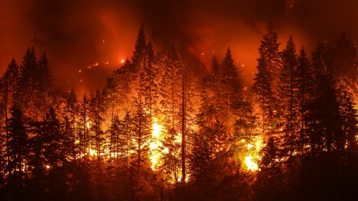 The researchers found that when forests burn across the Southern Rocky Mountains, many will never recover, but will instead transition into grasslands and shrublands.