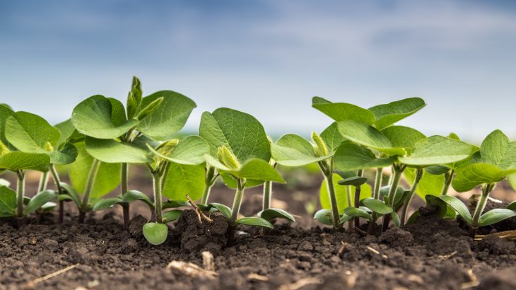 In a new study from the University of Nottingham, researchers have identified proteins that control water and nutrient uptake in plant roots