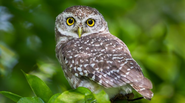Scientists have discovered that the population numbers of Yosemite's spotted owls remained essentially the same after a megafire that destroyed one-third of their suitable habitat.
