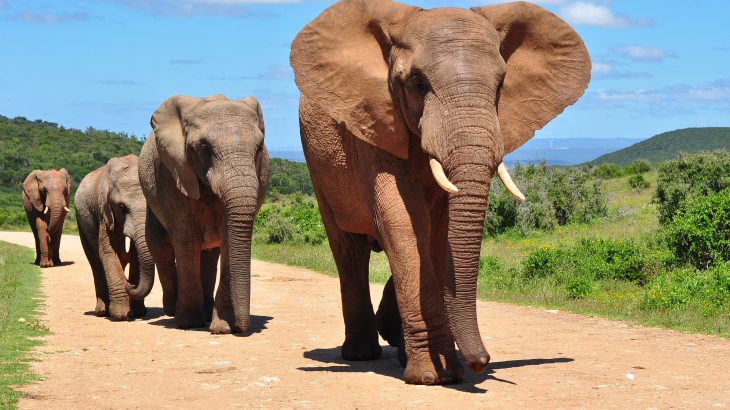 Researchers at Purdue University are describing how drawing attention to the significance of these trails may lead to the development of more effective conservation approaches to protect African elephants.