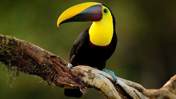 Despite the fact that tropical forests host some of the most diverse species on the planet, very little is known about how animals in the rainforest are directly affected by precipitation.