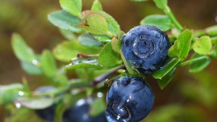 The researchers discovered that plant droplets on the edges of blueberry bush leaves are loaded with nutrients for visitors such as bees, wasps, and flies.