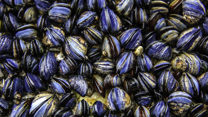 Shellfish will find it very hard to escape ocean warming because they are migrating the wrong way.