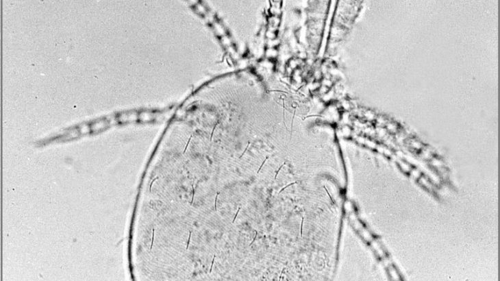 chigger chiggers trombiculidae mite larva