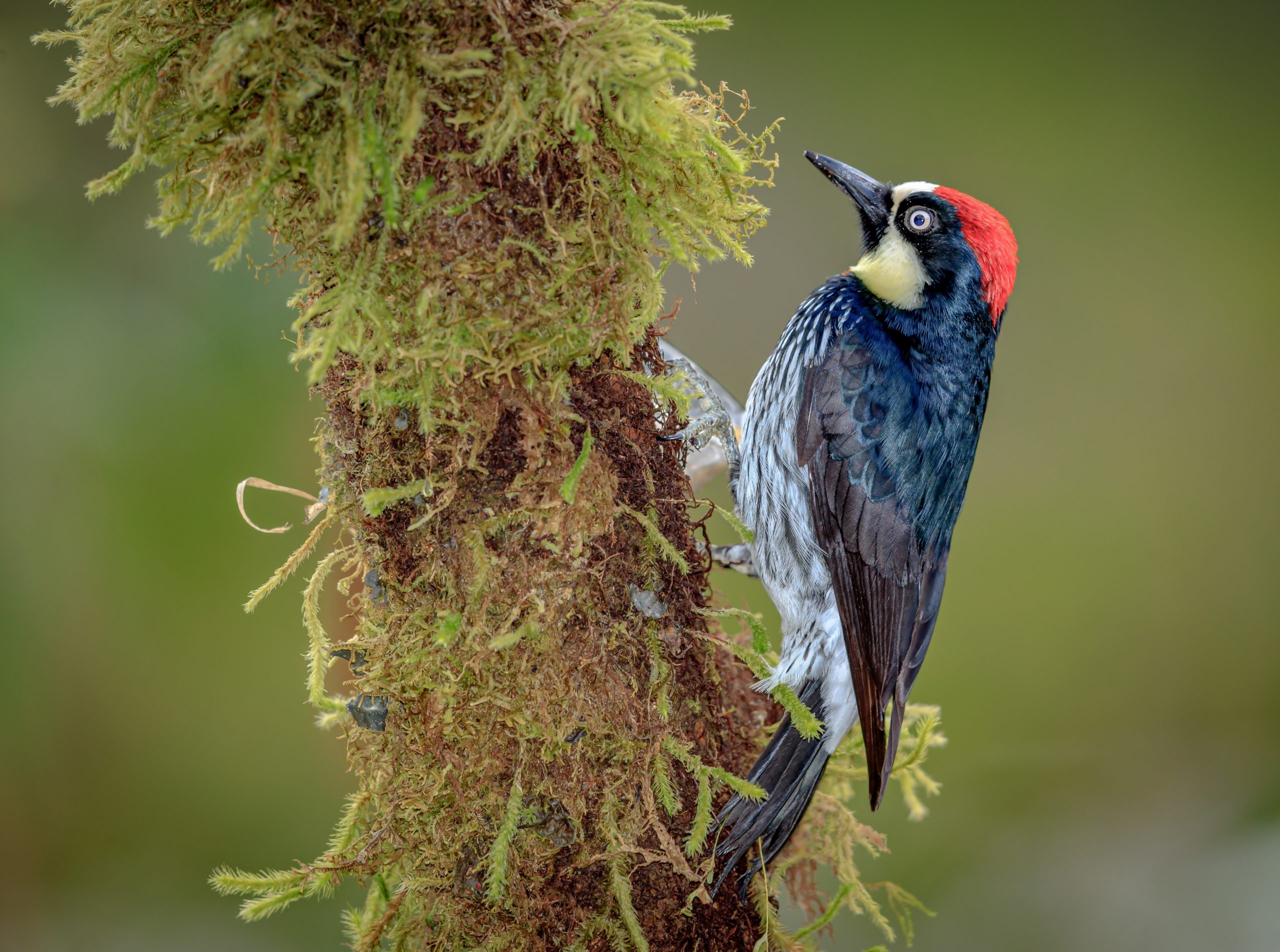 Acorn Woodpeckers Duke It Out For Days To Win A Prime Breeding 