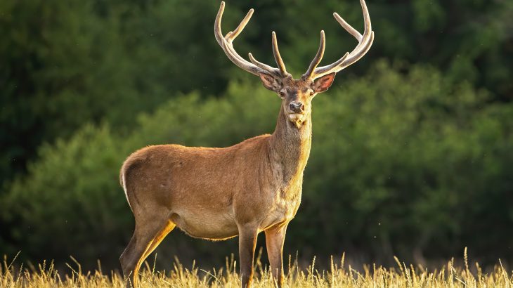 The research shows that deer migrations are dependent on the springtime dynamics of the landscape, such as patterns of green-up, or when plants sprout new growth.