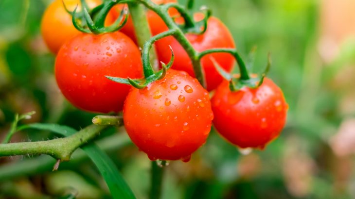 A new study from the University of Georgia has demonstrated that two food additives can eliminate foodborne pathogens from tomatoes before they are even harvested