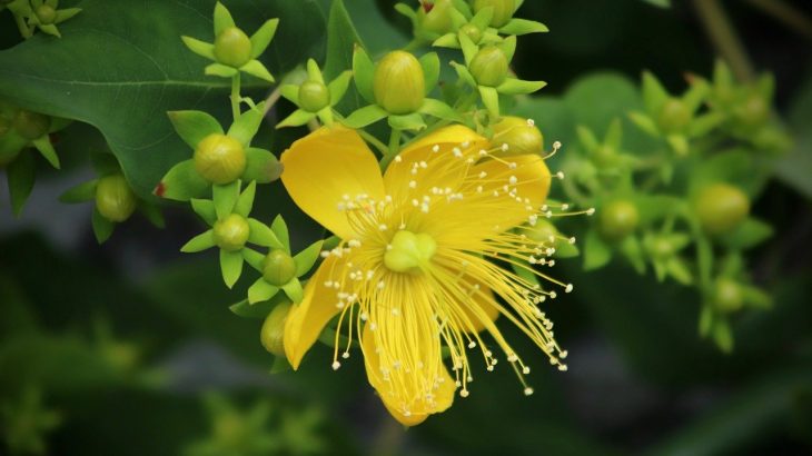 St. John's Wort