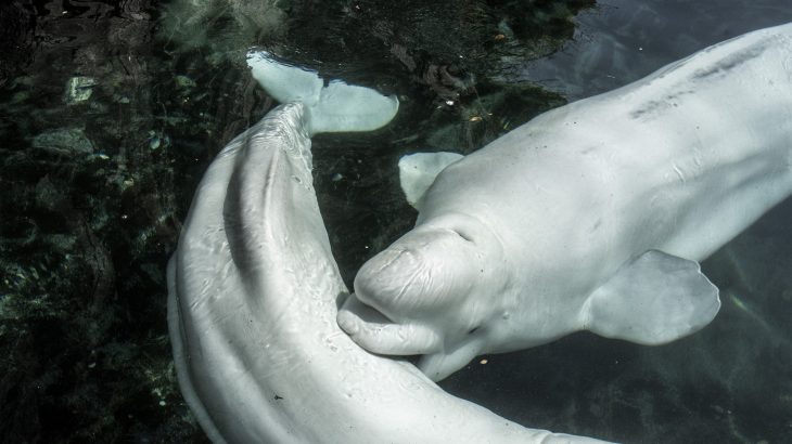 beluga whales