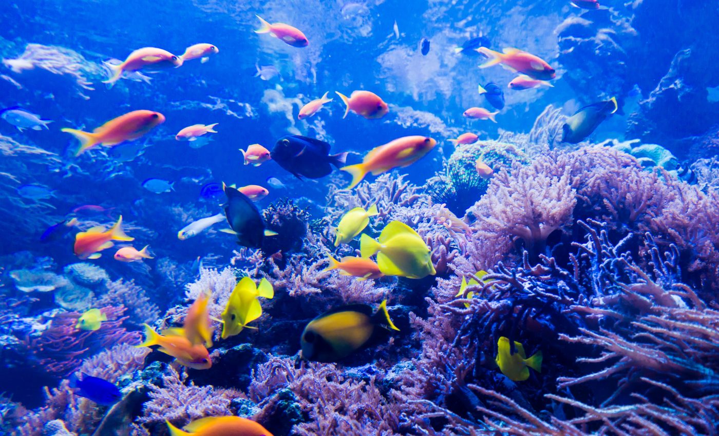 New corals found deep in the Great Barrier Reef - Earth.com