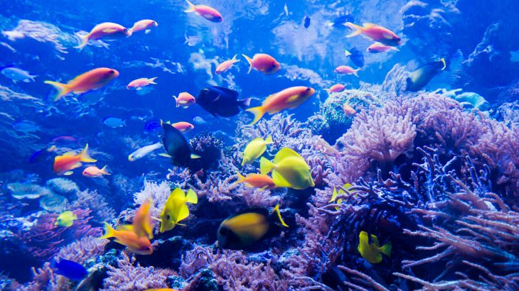 Scientists exploring the deepest regions of the Great Barrier Reef for the first time have discovered five new species of black corals and sponges.