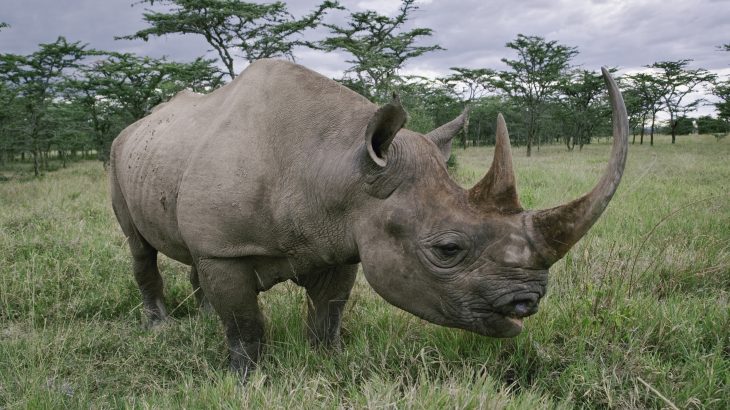 Experts have developed new technology to track black rhinos in Namibia and protect the endangered animals from poachers.