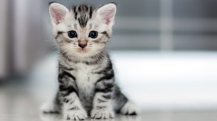 The researchers discovered that many cats are fighting off the coronavirus with naturally developed antibodies, but may still be at risk of re-infection.