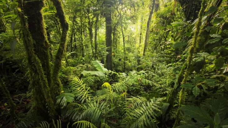 Latin America is home to at least a third of the world's biodiversity and is more than twice as rich in plant species as tropical Africa, according to experts at the Missouri Botanical Garden.