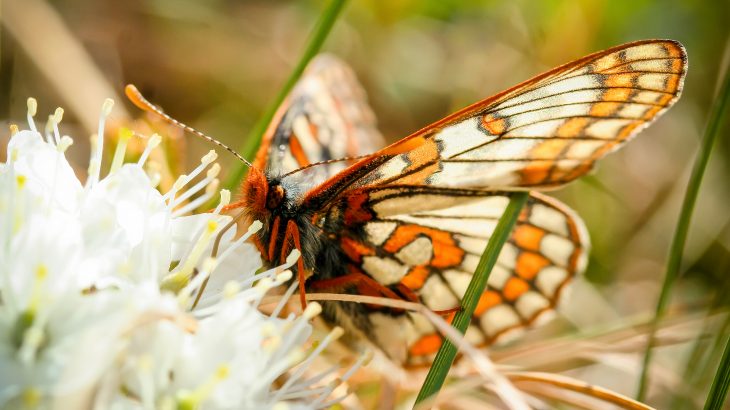 Experts at the University of Helsinki are describing how insect communities are transforming in the Arctic as a result of climate change.