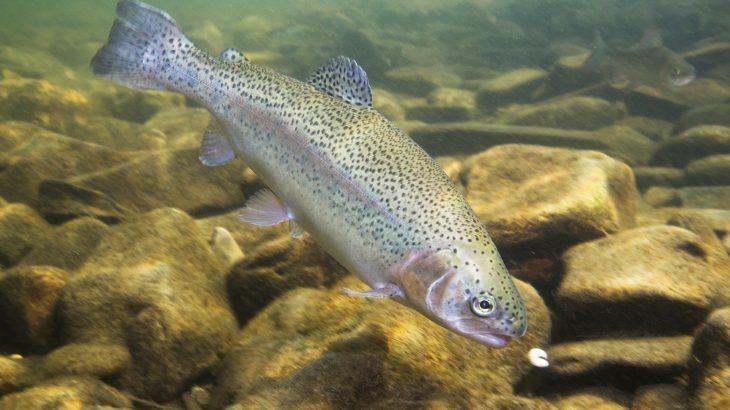 The study suggests that steelhead trout do not rely on environmental cues to decide when to migrate, but instead listen to their internal clock.