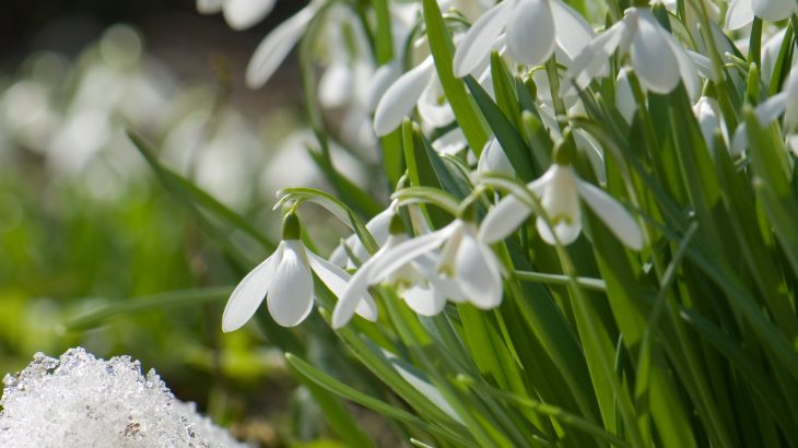Climate change is ramping up the competition for Arctic plants to attract pollinators, according to a new study from the University of Helsinki.