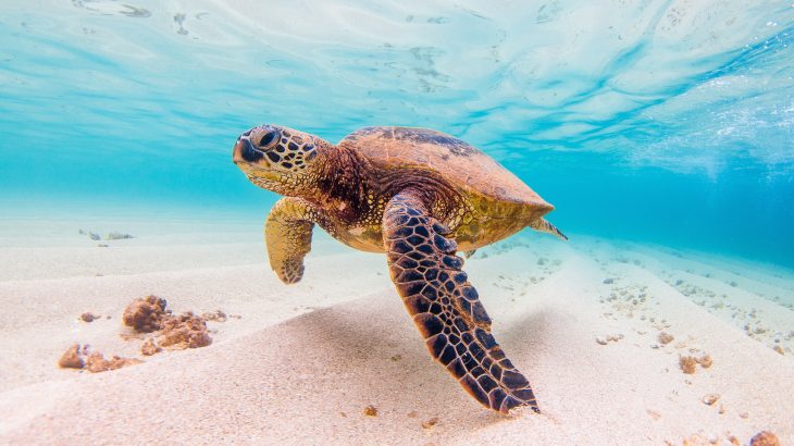 What gives some animals a "sixth sense" that allows them to detect the Earth's magnetic field?