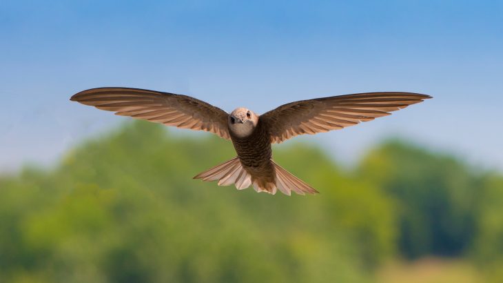 Common swifts are the most mobile terrestrial birds in the world, which likely explains why they have adopted a unique migration strategy that enables them constant access to food.