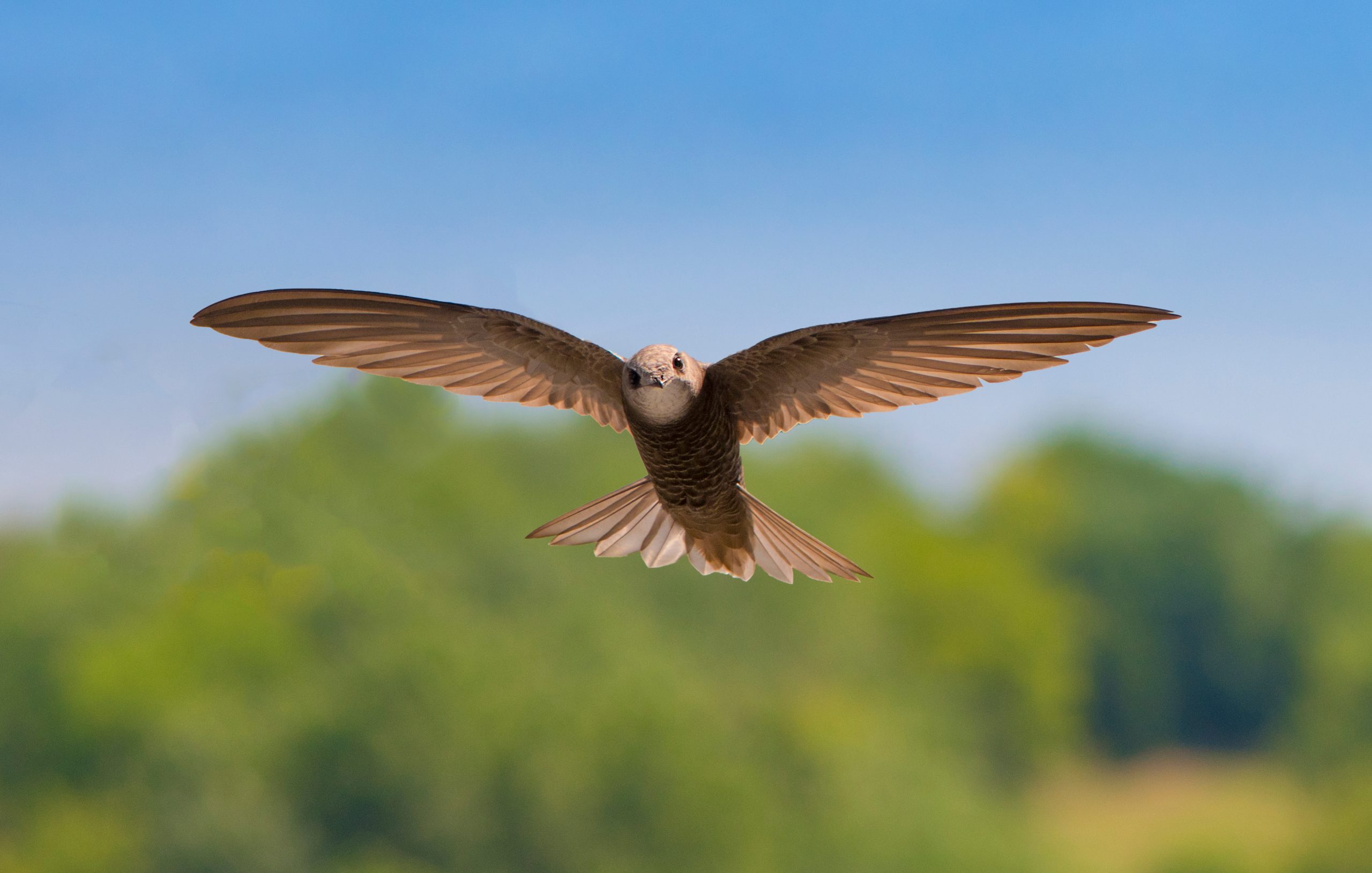 Common Swifts Use A Unique Migration Strategy To Support Their Grueling Common Swifts Use A Unique Migration Strategy To Support Their Grueling
