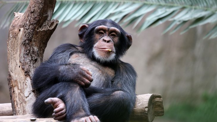 A team of experts at the Max Planck Institute for Evolutionary Anthropology set out to investigate how different environments may affect the behavior and cultural diversity of chimpanzees that belong to the same species.