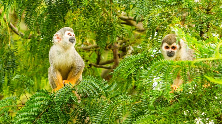 More than half of all medium and large Neotropical mammals have vanished since the region was first colonized in the 1500s.