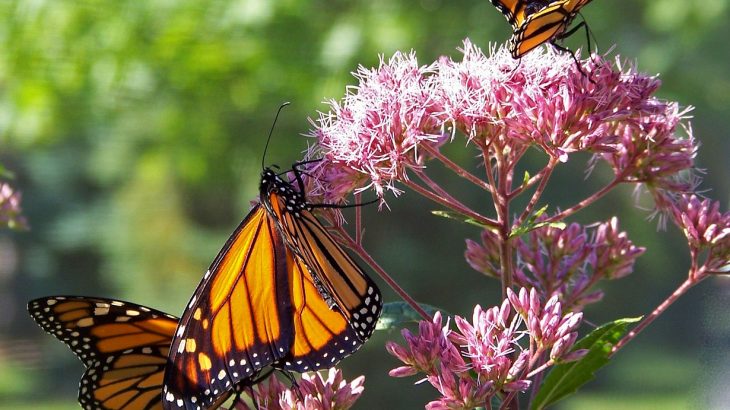 monarch butterfly