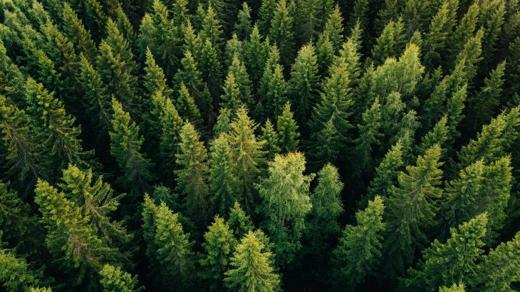 The research indicates that pine needles could serve as a simple and inexpensive source for measuring air pollution.