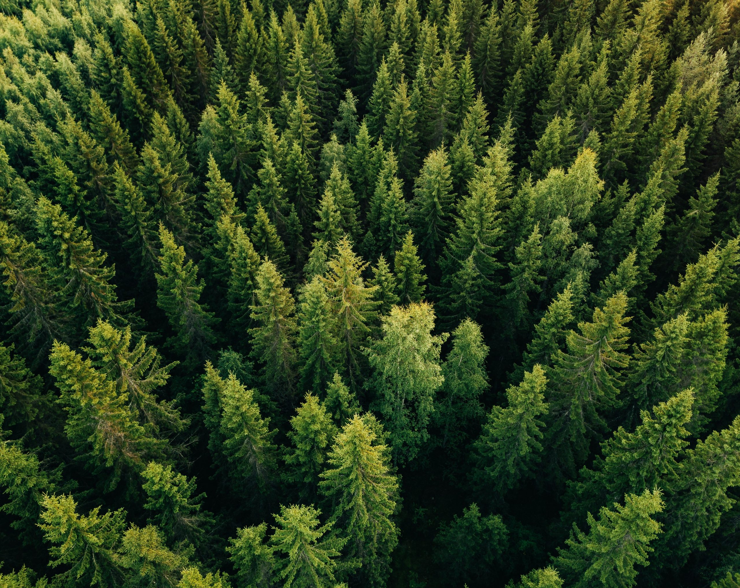 Are Pine Branches Bad For Dogs