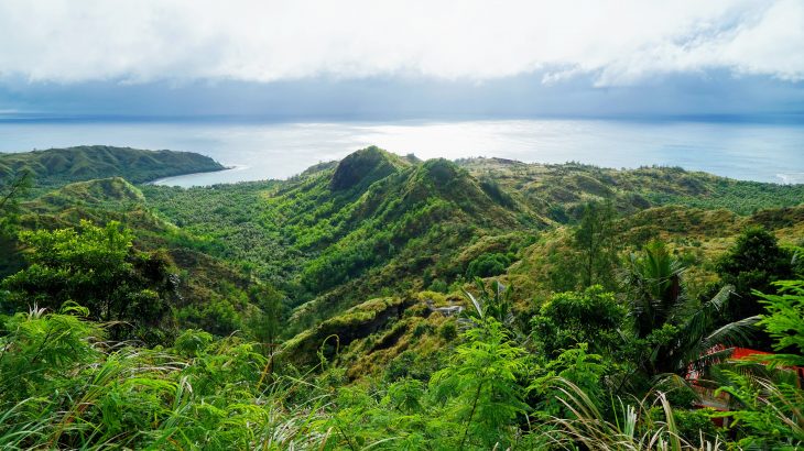 An invasive beetle that has been destroying Guam's coconut trees for more than a decade has made an unexpected "host shift" to the endangered cycad tree, Cycas micronesica