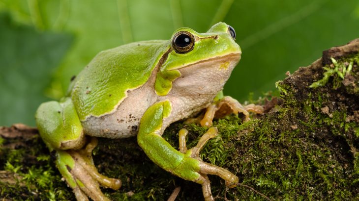 As a result of rising temperatures, ectotherms including fish, amphibians, and reptiles will experience a rise in their body temperature that will have serious consequences, including accelerated growth and aging.