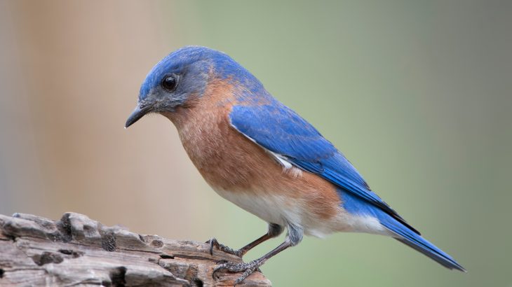 Hundreds of thousands of migratory birds have been found dead over the last few weeks across New Mexico, Arizona, Texas, and Colorado, and the cause remains a mystery.