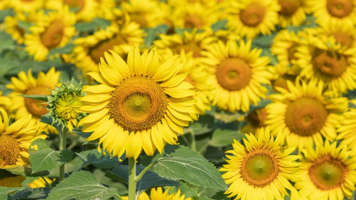 Researchers have been training honeybees to pick up on the scent of specific crops to seek them out for pollination, and a new study from Cell Press suggests that this strategy is effective.