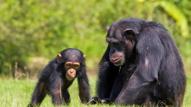A new study from the Max Planck Institute for Evolutionary Anthropology reports that some chimpanzees suffer the rest of their lives if they lose their mother before adulthood