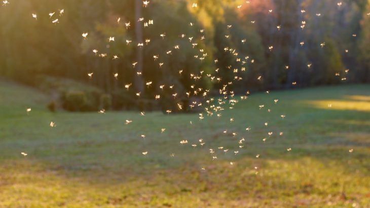 The combination of two mosquito-borne viruses may lead to a stroke, according to a new study from the University of Liverpool.