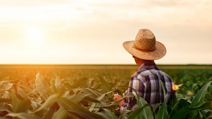 Experts at Peter the Great St.Petersburg Polytechnic University (SPbPU) have developed a new mathematical model to predict economically important traits in crops.