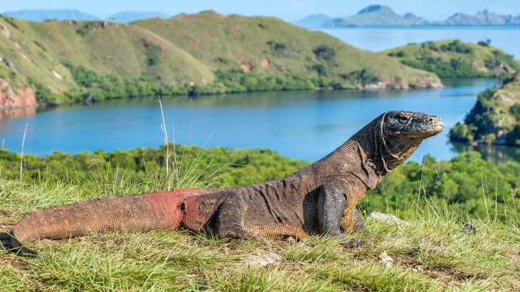 The Komodo dragon may completely vanish unless urgent action is taken to mitigate climate change, according to a new study from the University of Adelaide.