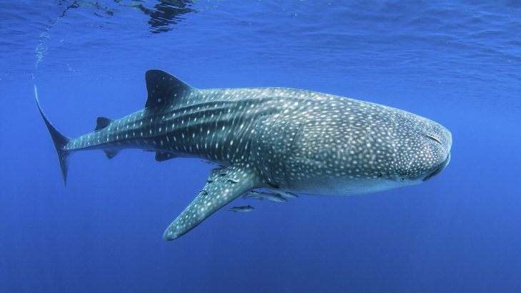The investigation revealed that even though the male sharks grow at a faster rate, the females ultimately outgrow them.