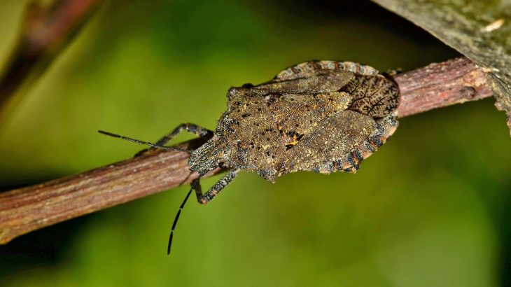 stink bug