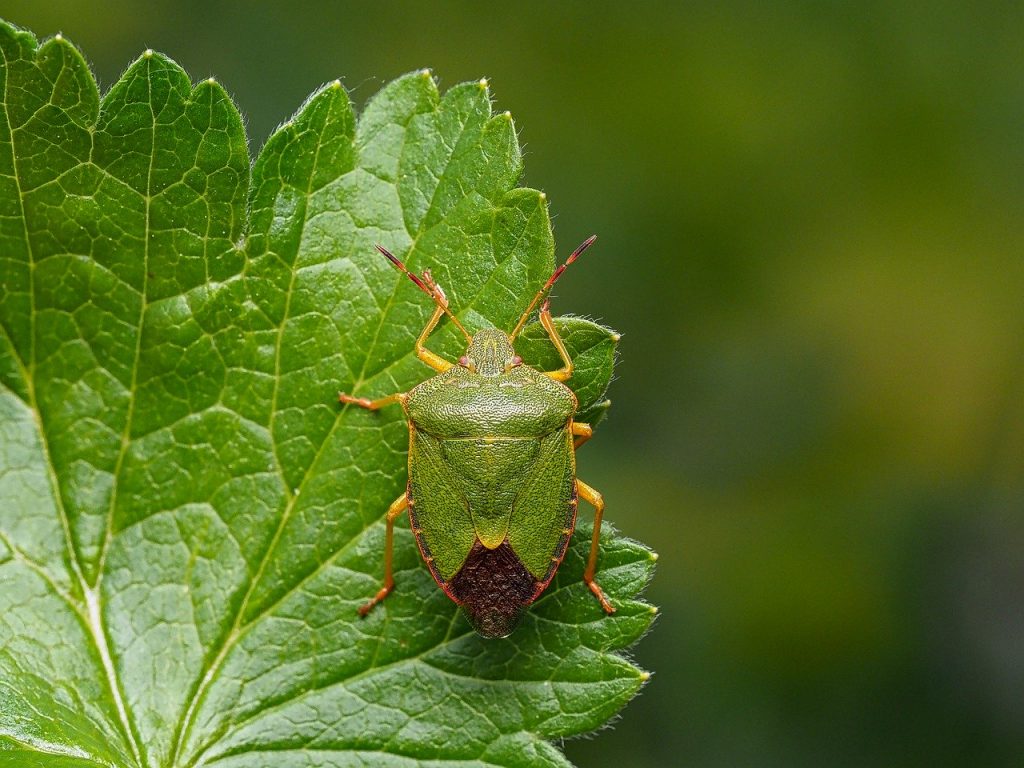 What Is a Stink Bug and Why Do They Stink? Earthpedia