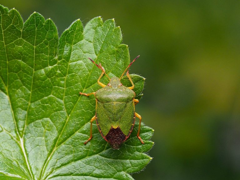 What Is a Stink Bug and Why Do They Stink? Earthpedia