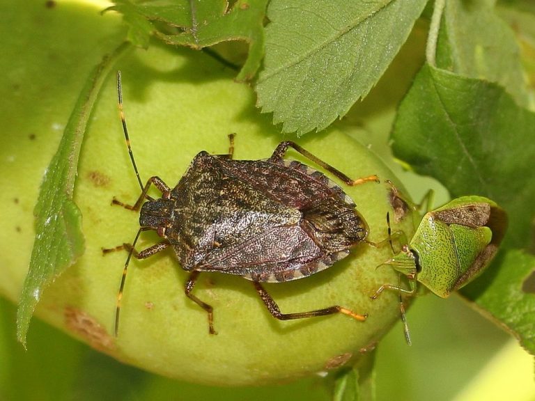 What Is a Stink Bug and Why Do They Stink? Earthpedia