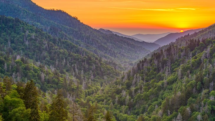The findings suggest planting trees on understocked forest land could substantially increase the country's overall carbon sequestration capacity.