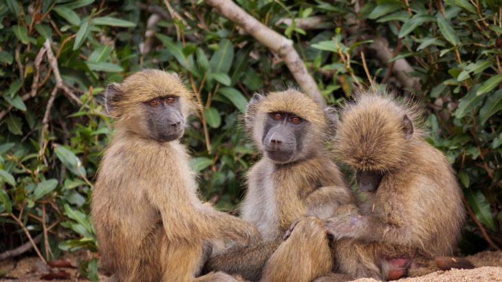 Male baboons live longer when they have female friends, according to a new study from Duke University