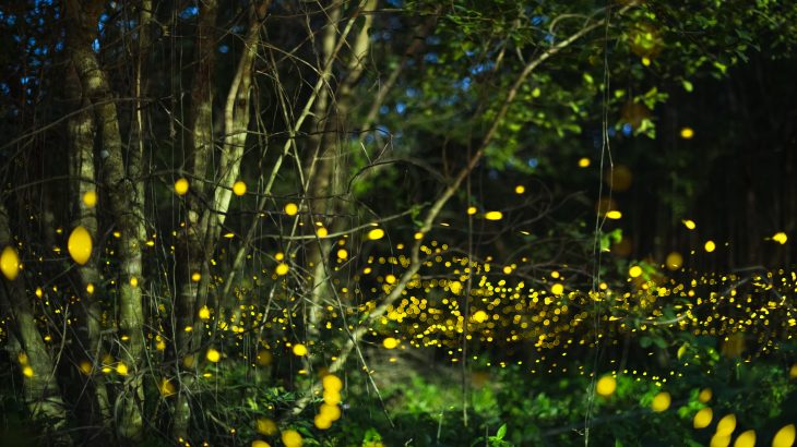 Every summer in the Great Smoky Mountains National Park, male fireflies put on a spectacular synchronized light show to capture the attention of potential mates.